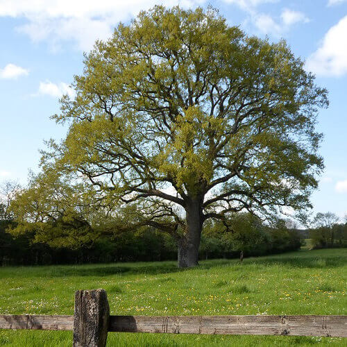 Grand chêne au bord d'un chemin, balade nature dans le Perche près du Domaine de Thironne