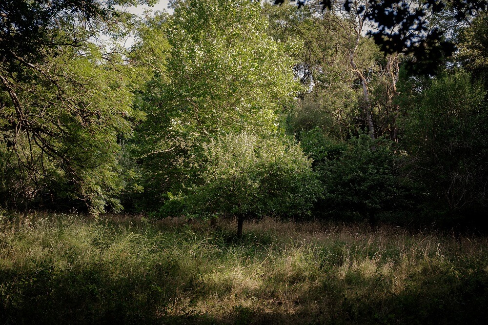 nature parc du domaine thironne