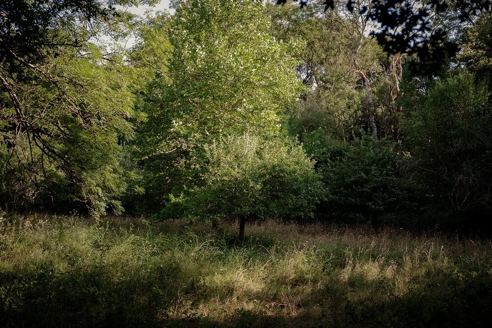 nature parc du domaine thironne